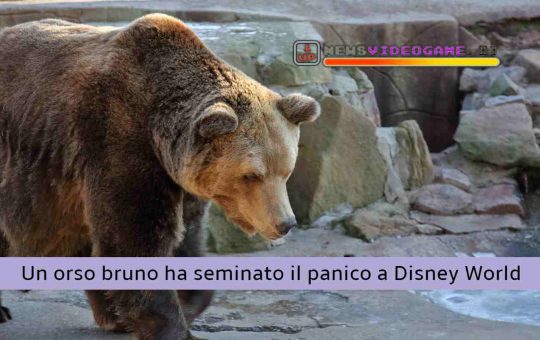 Orso Bruno